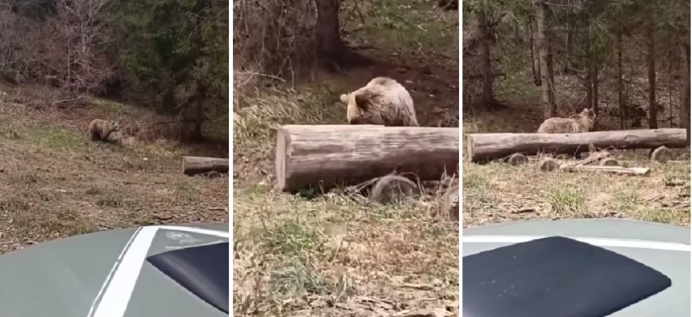 Il VIDEO dell'orso che beve: La forestale è lì e lascia fare invece di allontanare la persona che registra?